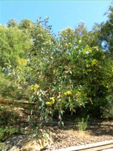 Eucalyptus preissiana in parc Gonzalez in Bormes-les-Mimosas (Var, France). Plant identified by its botanic label.