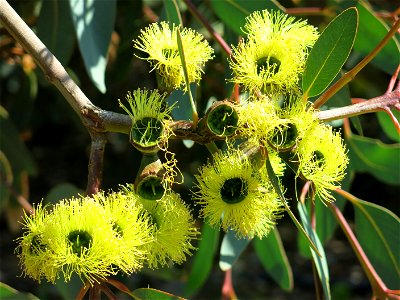 Flowers of Eucalyptus preissiana in parc Gonzalez in Bormes-les-Mimosas (Var, France). Plant identified by its botanic label.