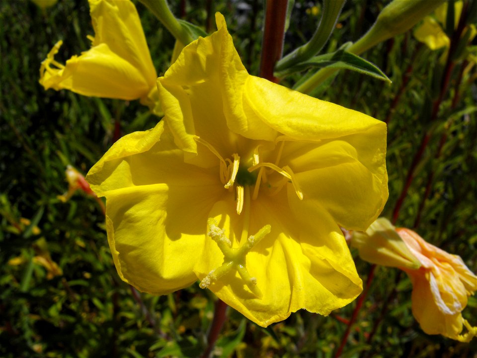 Oenothera hookeri at the Water Conservation Garden at Cuyamaca College in El Cajon, California, USA.