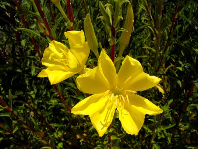 Oenothera hookeri at the Water Conservation Garden at Cuyamaca College in El Cajon, California, USA.
