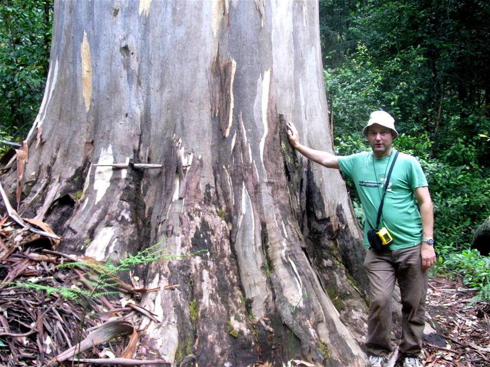 Dr. Dean Nicolle, (eucalyptus scientist) and Eucalyptus deanei, measured at 71 metres tall. Woodford, Blue Mountains National Park, Australia