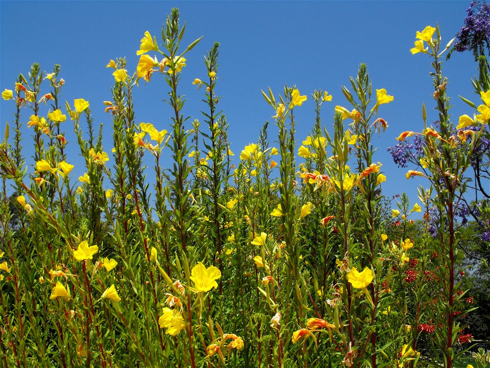 Oenothera hookeri at the Water Conservation Garden at Cuyamaca College in El Cajon, California, USA. Doesn't quite do justice to how tall the plants are - well over 6 feet.