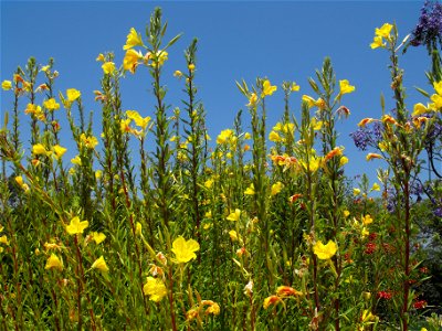 Oenothera hookeri at the Water Conservation Garden at Cuyamaca College in El Cajon, California, USA. Doesn't quite do justice to how tall the plants are - well over 6 feet.