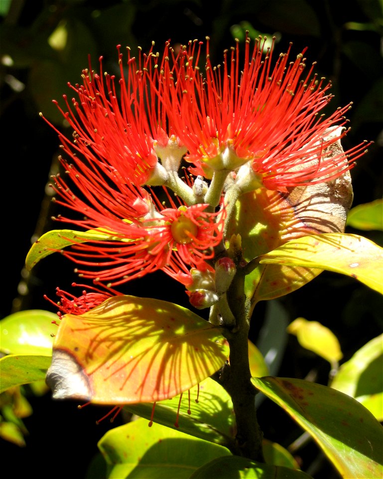 Springfire, a cultivar of  Metrosideros collina, in flower at Huapai, Auckland district, New Zealand