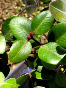 Foliage of 'Tahiti', a cultivar of  Metrosideros collina, in Auckland, New Zealand
