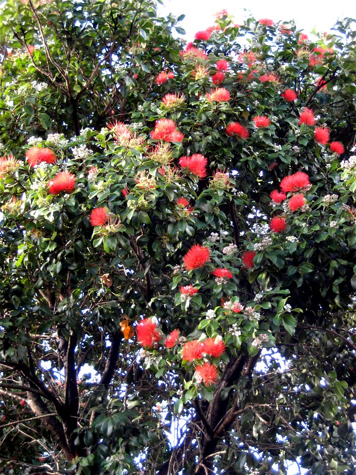 Foliage of 'Tahiti', a cultivar of  Metrosideros collina, in flower in Auckland, New Zealand