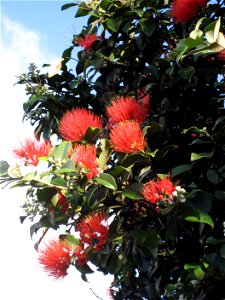 Foliage of 'Tahiti', a cultivar of  Metrosideros collina, in flower in Auckland, New Zealand