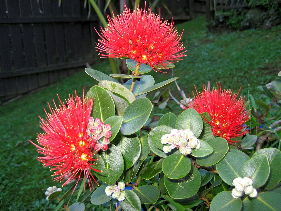 Foliage of 'Tahiti', a cultivar of  Metrosideros collina, in flower in Auckland, New Zealand