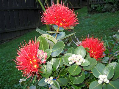 Foliage of 'Tahiti', a cultivar of  Metrosideros collina, in flower in Auckland, New Zealand