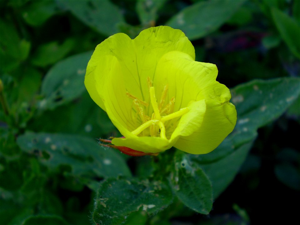 Oenothera macrocarpa