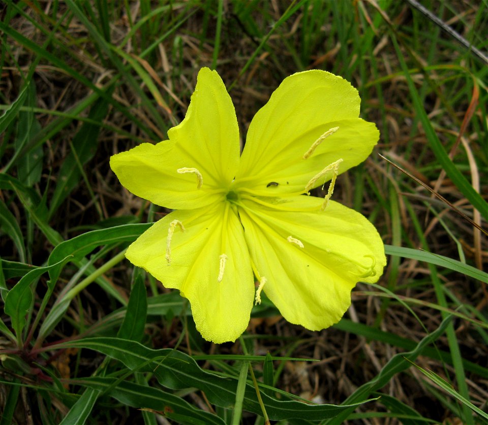 Oenothera macrocarpa at Flat Rock Cedar Glades and Barrens State Natural Area, Rutherford County. In cedar glade.