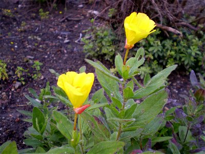 Oenothera macrocarpa photo