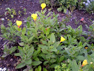 Oenothera macrocarpa