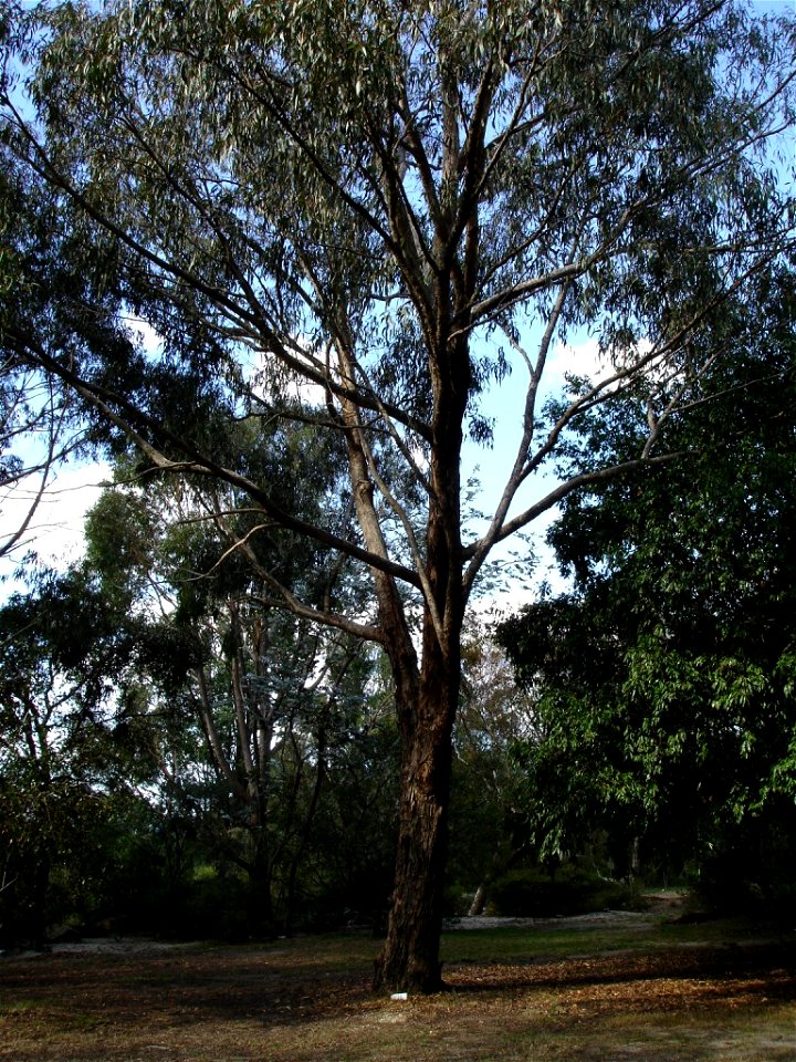 Photographed at en:Maranoa Gardens, en:Melbourne, Victoria, en:Australia by HelloMojo 08:14, 6 April 2007 (UTC)