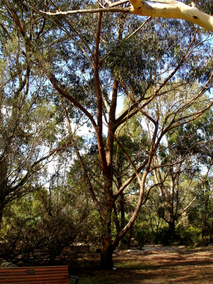 Photographed at Maranoa Gardens, Melbourne, Victoria, Australia by HelloMojo 08:54, 6 April 2007 (UTC)