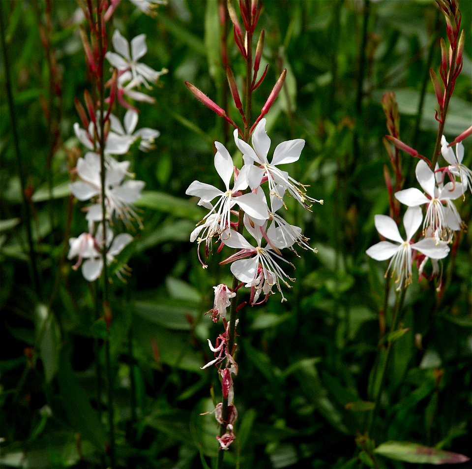 White gaura. Photo has been taken in Belgium
