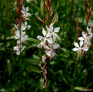 White gaura. Photo has been taken in Belgium