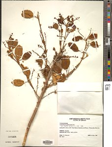 *Combretum glutinosum Perr. ex DC. Object Details Biogeographical Region 22 - West Tropical Africa Collector R. K. Shannon Record Last Modified 10 Jan 2019 Specimen Count 1 Collection Date 26 Dec 1988 photo