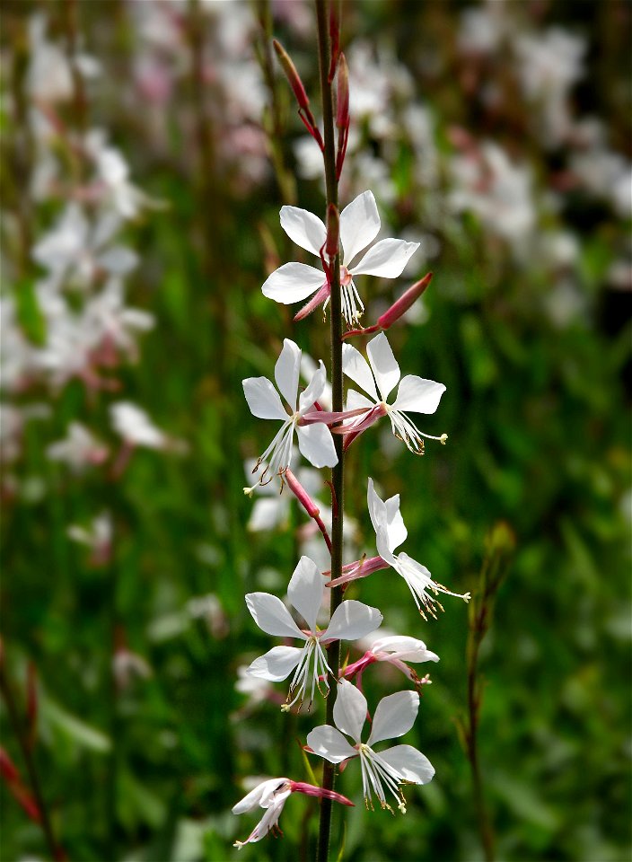 White gaura