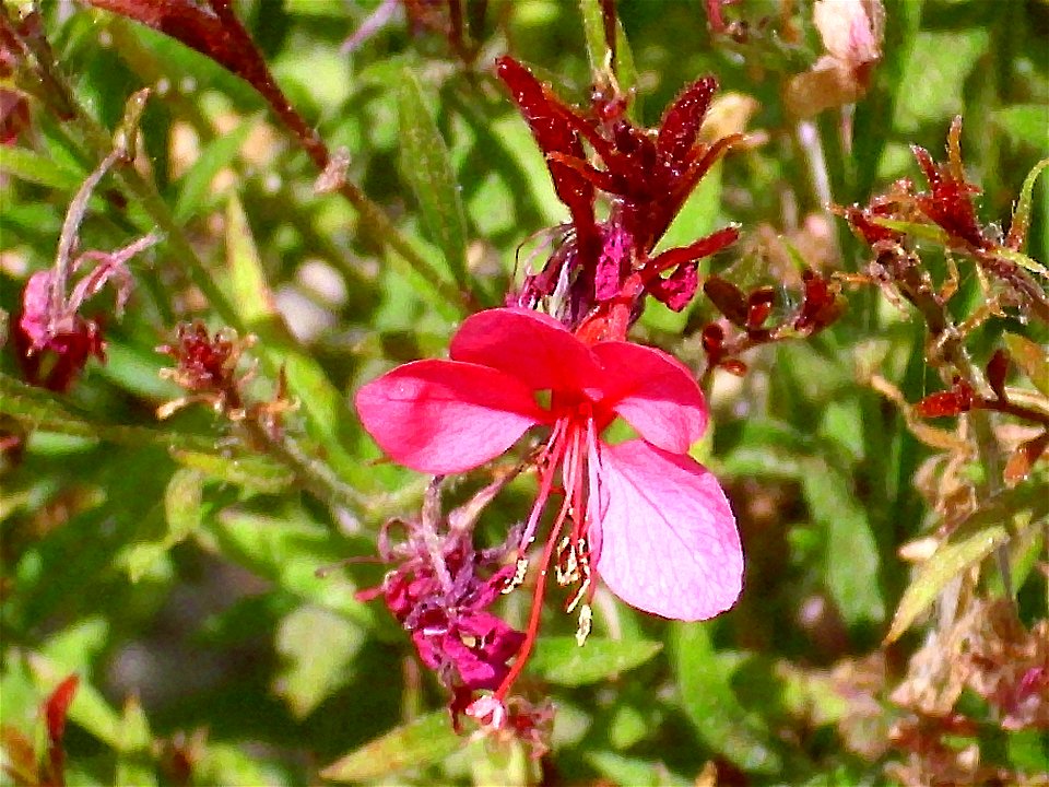 Gaura lindheimeri inflorescences, Torre de La Mata, Torrevieja, Alicante, Spain