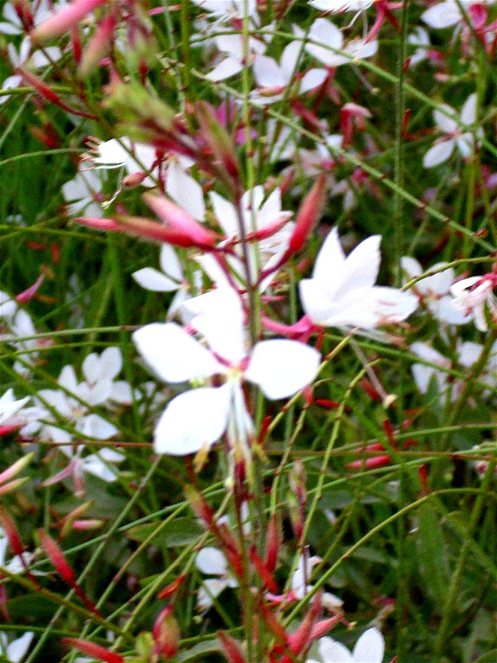 Gaura lindheimeri flowers, Torrelamata, Torrevieja, Alicante, Spain