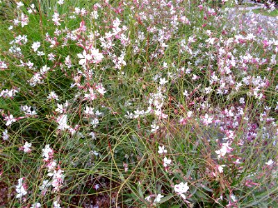 Gaura lindheimeri habit, Torrelamata, Torrevieja, Alicante, Spain