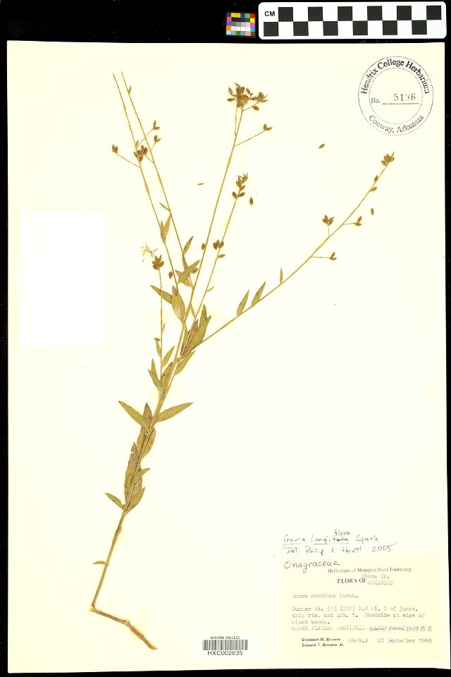 Oenothera filiformis (Small) W.L.Wagner & Hoch [as Gaura longiflora Spach (synonym) and Gaura coccinea Pursh (misapplication)]