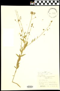 Oenothera filiformis (Small) W.L.Wagner & Hoch [as Gaura longiflora Spach (synonym) and Gaura coccinea Pursh (misapplication)]