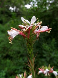 Biennial Gaura (Oenothera gaura) blooming in the Kane Woods Nature Area near Pittsburgh