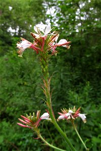 Biennial Gaura (Oenothera gaura) blooming in the Kane Woods Nature Area near Pittsburgh