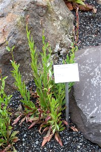 Gaura lindheimeri