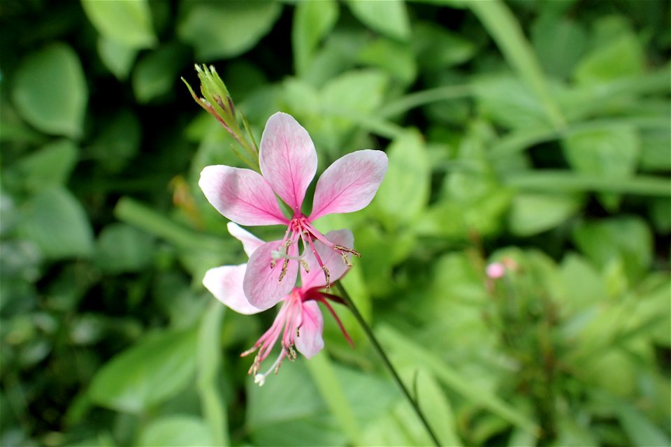 ガウラ・あかね [Gaura lindheimeri cv.]