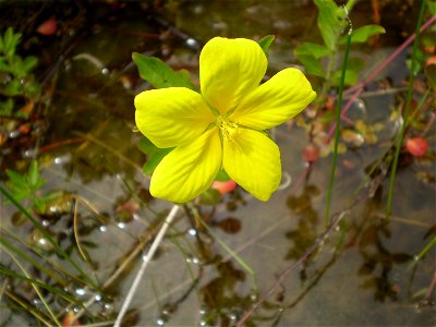 Ludwigia grandiflora subsp. grandiflora(Oobana Mizukinbai)
