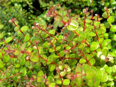 Foliage of a young plant of Metrosideros carminea, Auckland, New Zealand. Common names: Crimson Rātā, Carmine Rātā. Endemic to New Zealand.