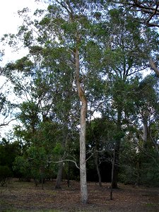 Photographed at Maranoa Gardens, Melbourne, Victoria, Australia by HelloMojo 09:00, 6 April 2007 (UTC)