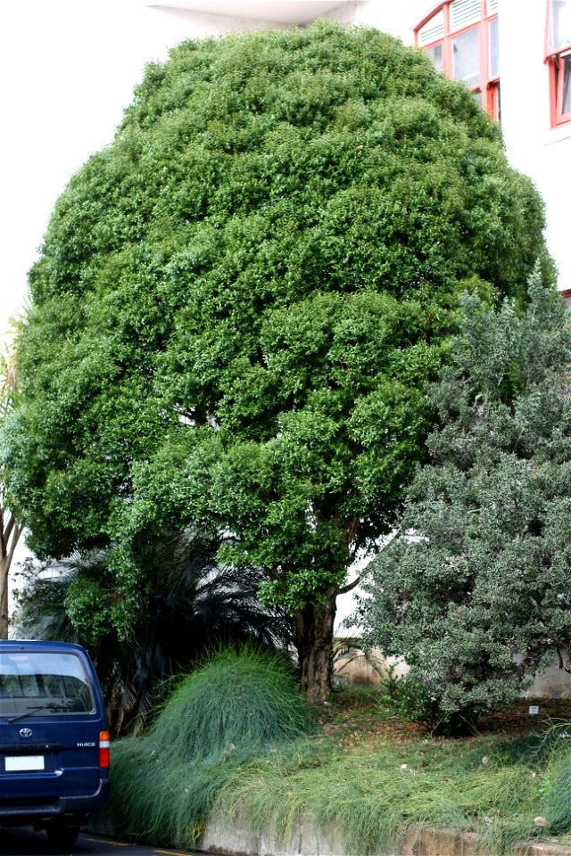 Metrosideros bartlettii. A young tree growing on the campus of the University of Auckland, Auckland, New Zealand.