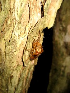 Cast-off insect shell on the bark of a young specimen of Metrosideros bartlettii, Auckland, New Zealand