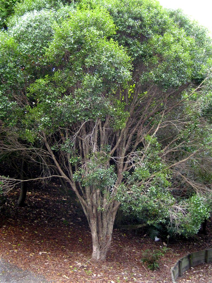 young specimen of Metrosideros bartlettii, Auckland, New Zealand