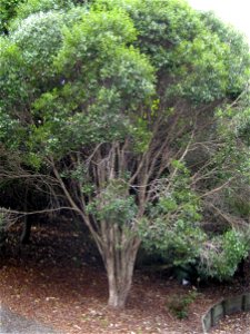 young specimen of Metrosideros bartlettii, Auckland, New Zealand