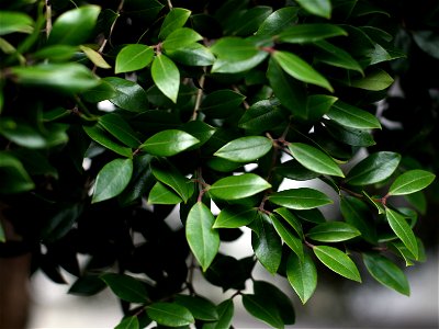 Foliage of a young specimen of Metrosideros bartlettii, Auckland, New Zealand