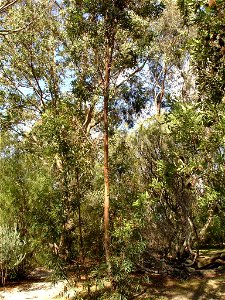 Photographed at Maranoa Gardens, Melbourne, Victoria, Australia HelloMojo 08:08, 6 April 2007 (UTC) photo