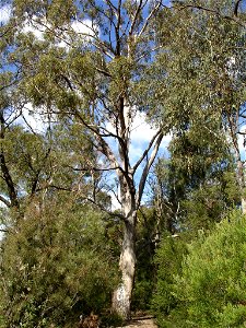 Photographed at Maranoa Gardens, Melbourne, Victoria, Australia by HelloMojo 08:44, 6 April 2007 (UTC)