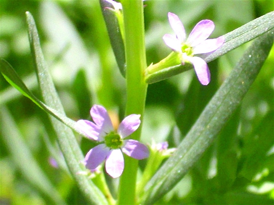 Lythrum hyssopifolia flower close up, in Sierra Madrona, Spain.