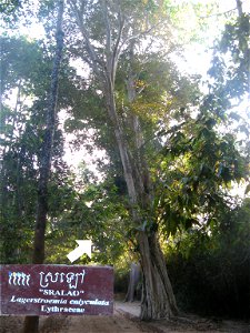 Lagerstroemia calyculata. ("Sralao")