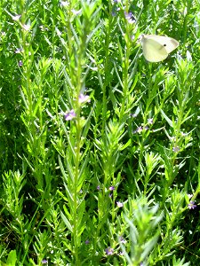 Lythrum hyssopifolia habit, in Sierra Madrona, Spain.