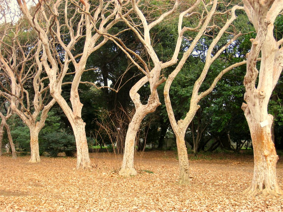 Lagerstroemia subcostata Koehne in Koishikawa Botanical Gardens, Tokyo, Japan.