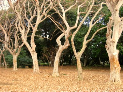 Lagerstroemia subcostata Koehne in Koishikawa Botanical Gardens, Tokyo, Japan.