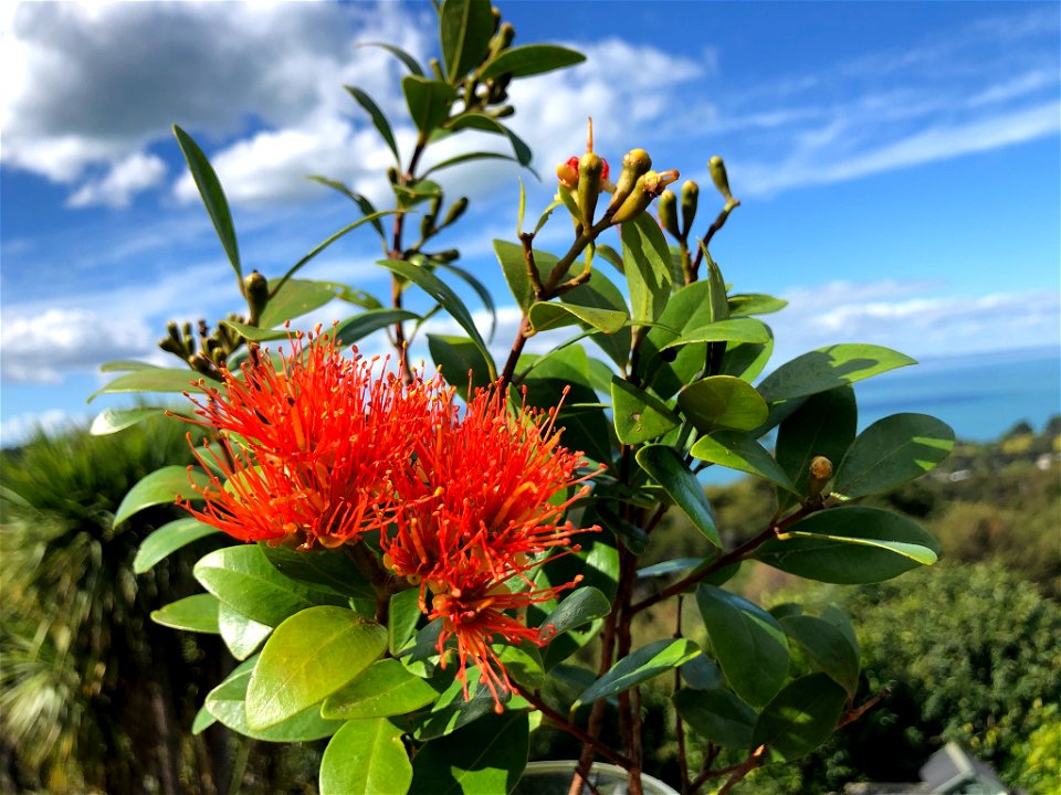 Scarlet rātā vine (Metrosideros fulgens)