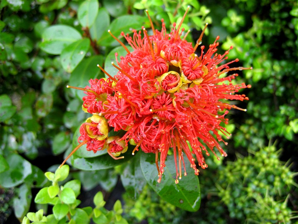 Flower of Metrosideros fulgens, (Climbing scarlet rātā or Akakura) Myrtaceae, endemic to New Zealand.