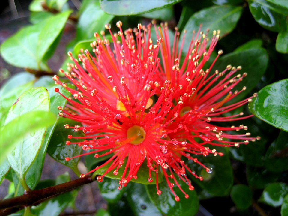 Flower of Metrosideros fulgens, (Climbing scarlet rātā or Akakura) Myrtaceae, endemic to New Zealand.